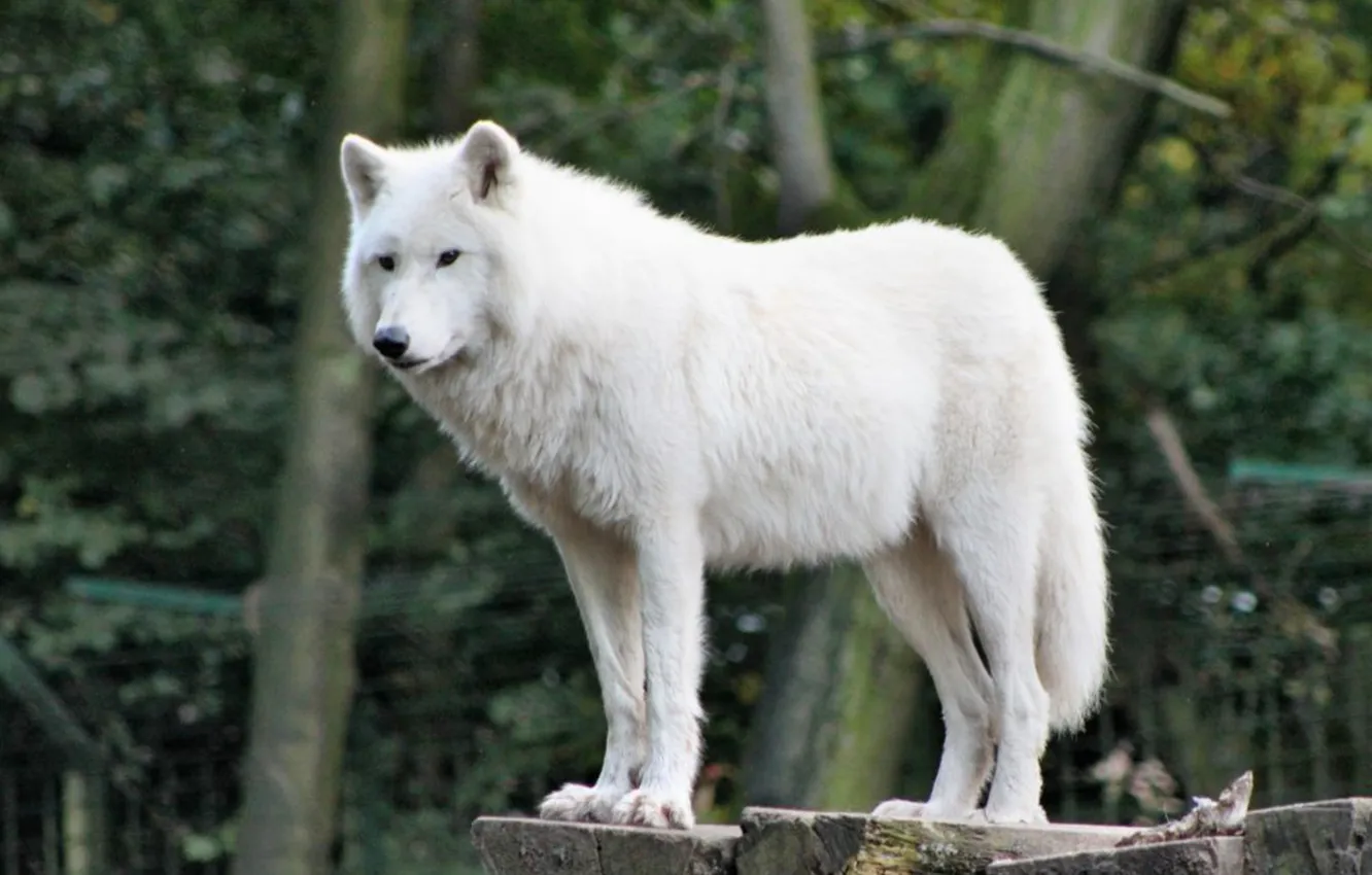 Photo wallpaper fantasy, Predator, nature, art, snow, face, animal, wolf