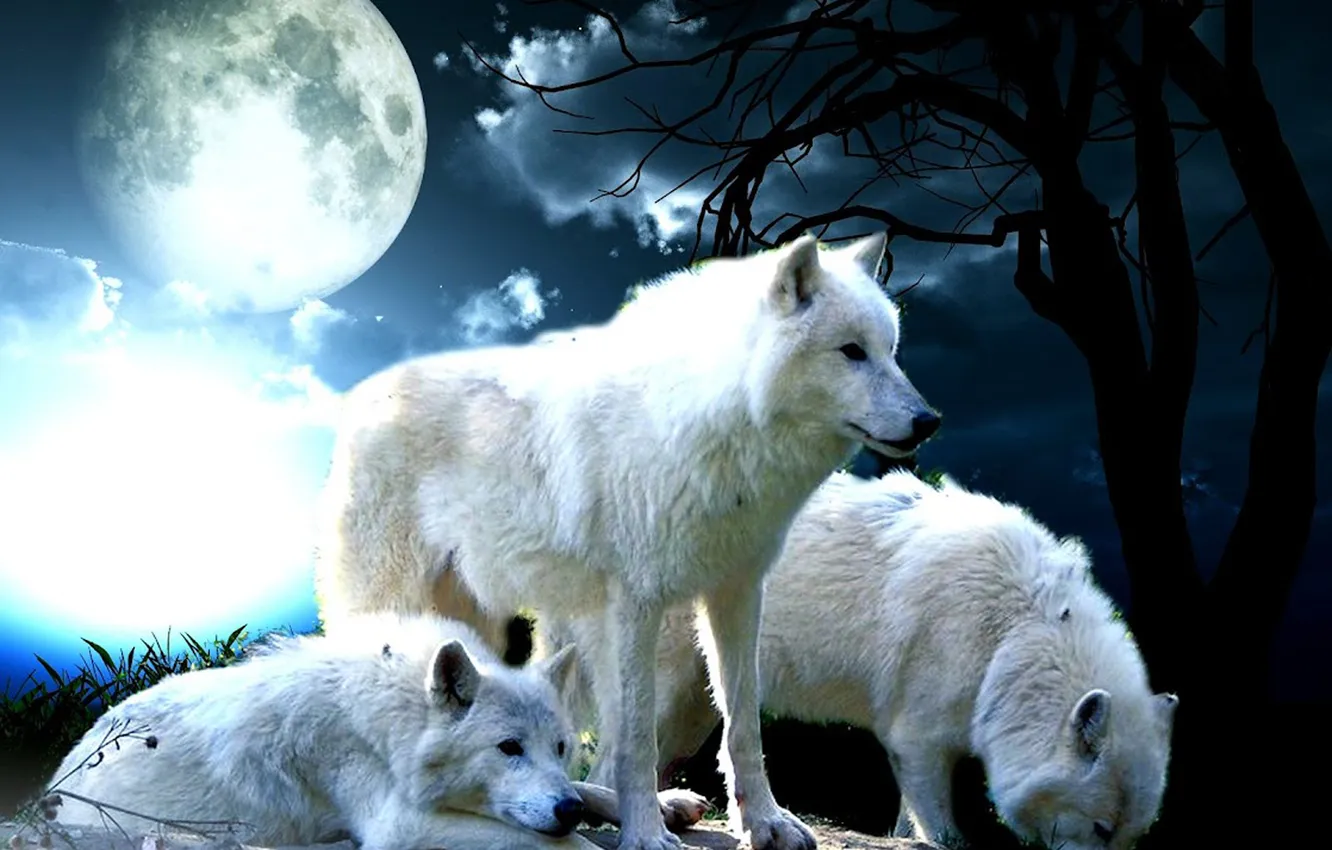 Photo wallpaper Predator, nature, snow, face, animal, wolf, canis lupus, wildlife