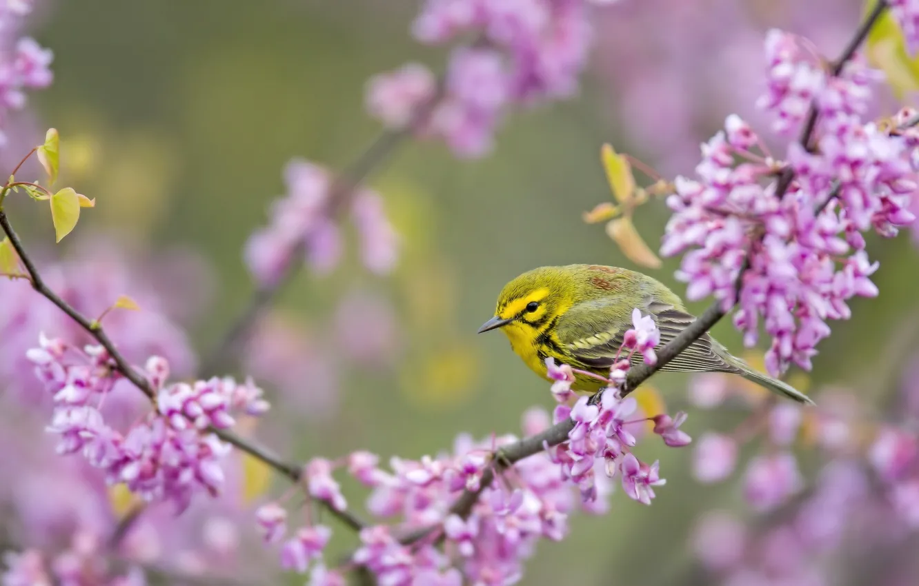 Photo wallpaper branches, bird, flowering, baby