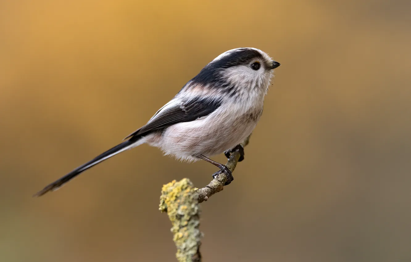 Photo wallpaper bird, long-tailed tit, bird, polovnik