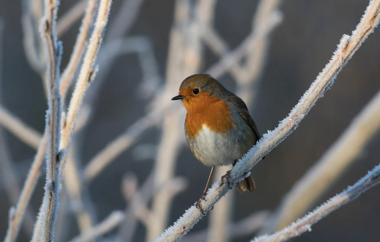 Photo wallpaper winter, frost, snow, branches, bird, Robin