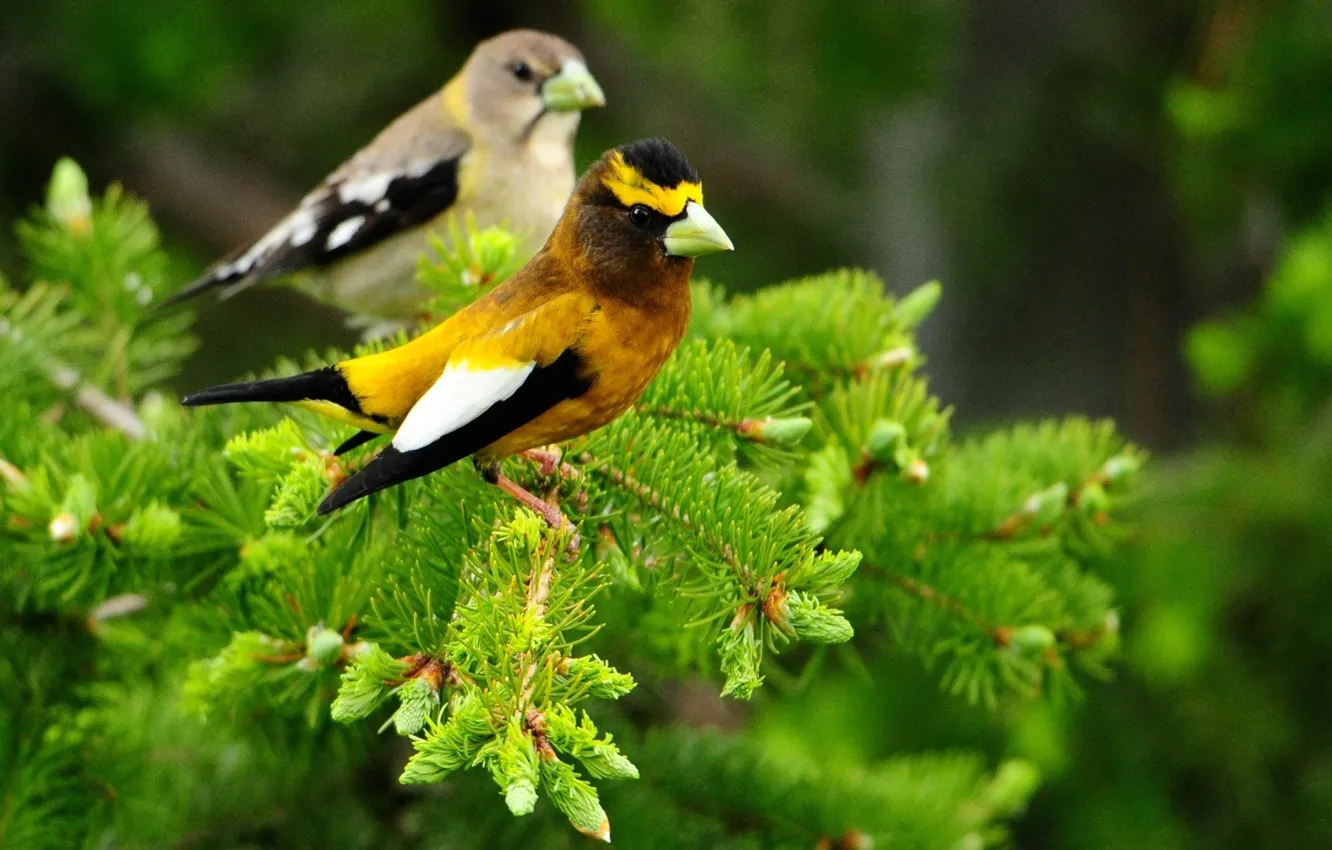 Photo wallpaper forest, landscape, nature, bird, spruce
