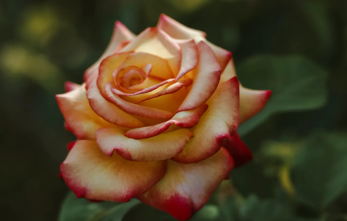 Photo wallpaper macro, roses, petals, buds