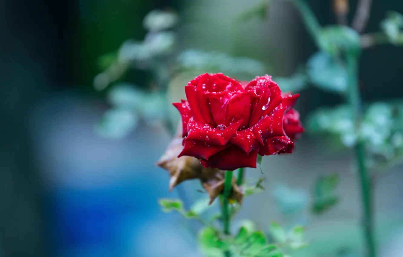 Photo wallpaper drops, red, roses, buds, blue background, bokeh