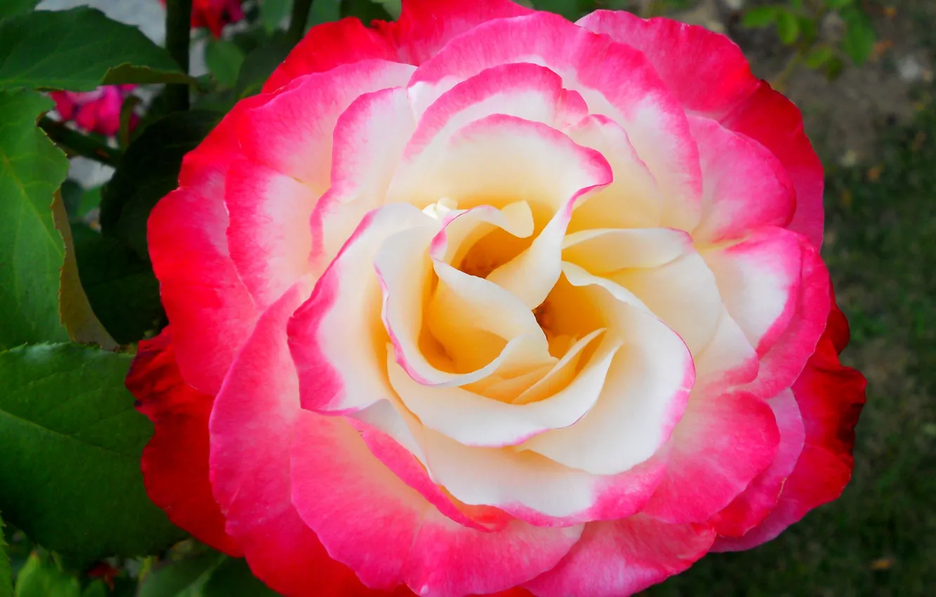 Photo wallpaper flower, rose, petals, pink rose