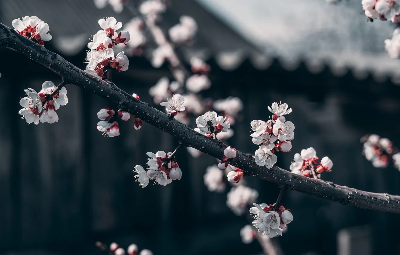 Photo wallpaper the dark background, OSA, Sakura