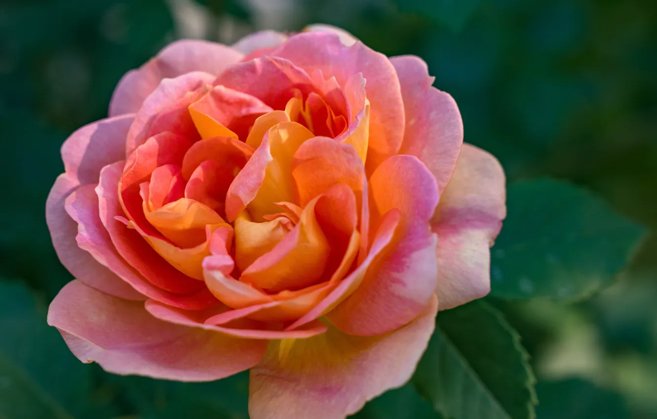 Photo wallpaper macro, roses, petals, flowering