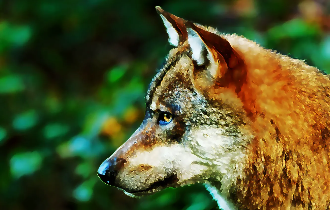 Photo wallpaper face, background, wolf, predator