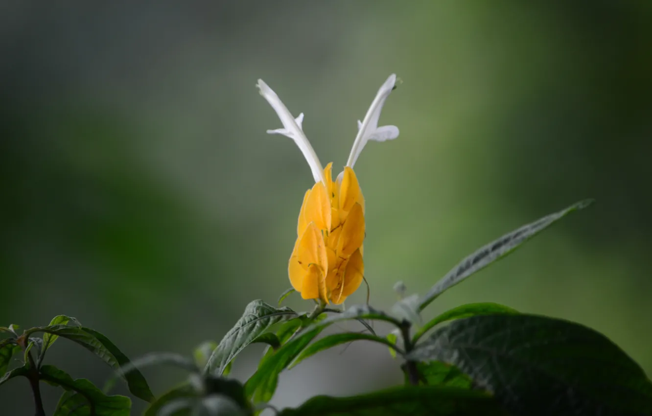 Photo wallpaper white, flower, yellow, ears