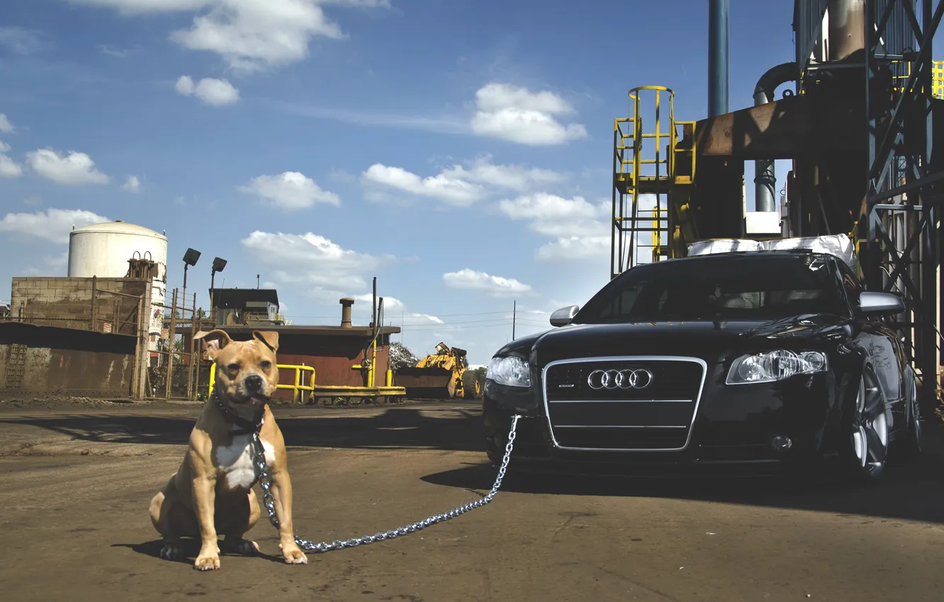 Photo wallpaper car, the sky, Audi, Audi, plant, dog, dog