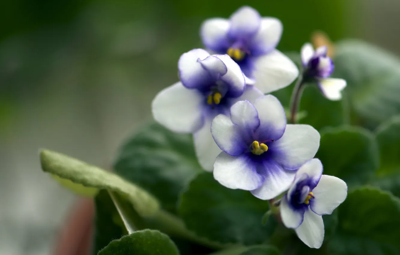 Photo wallpaper macro, flowers, nature, spring