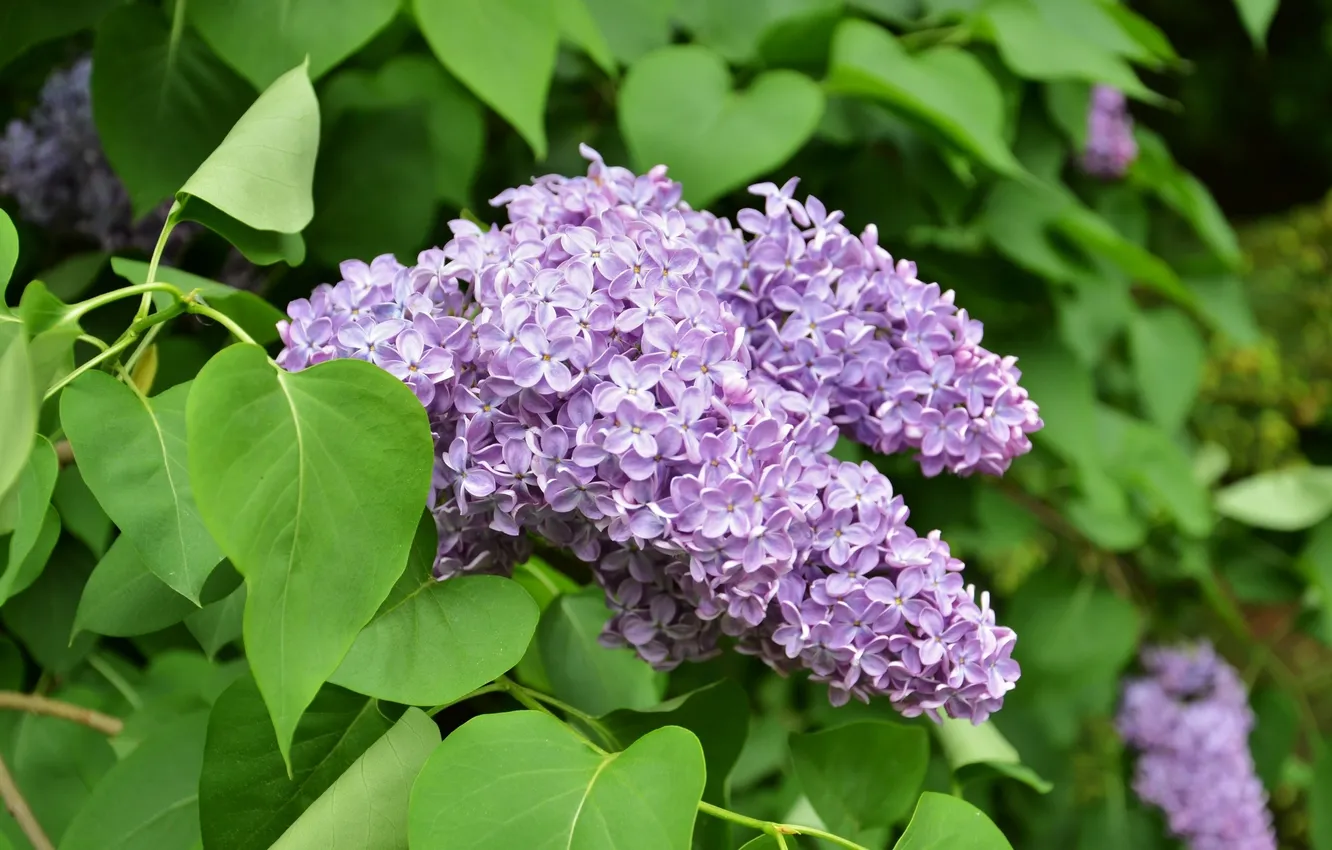 Photo wallpaper leaves, lilac, inflorescence