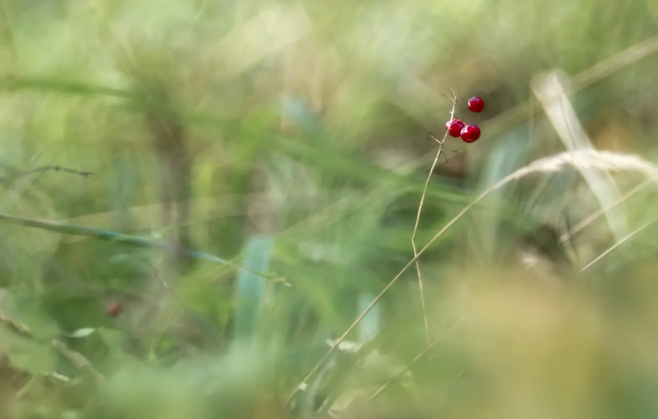 Photo wallpaper nature, berries, background