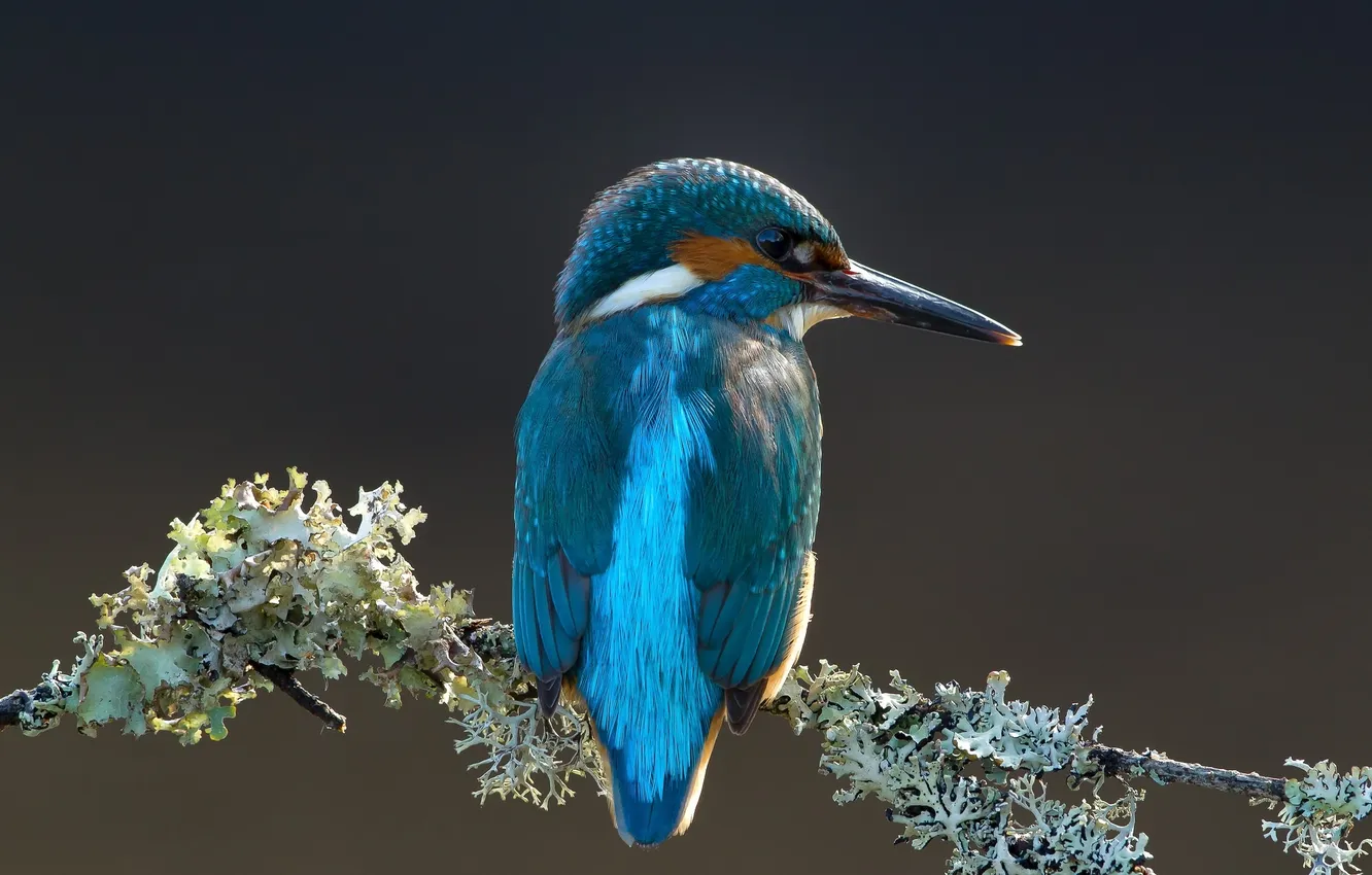 Photo wallpaper branches, bird, Kingfisher, lichen