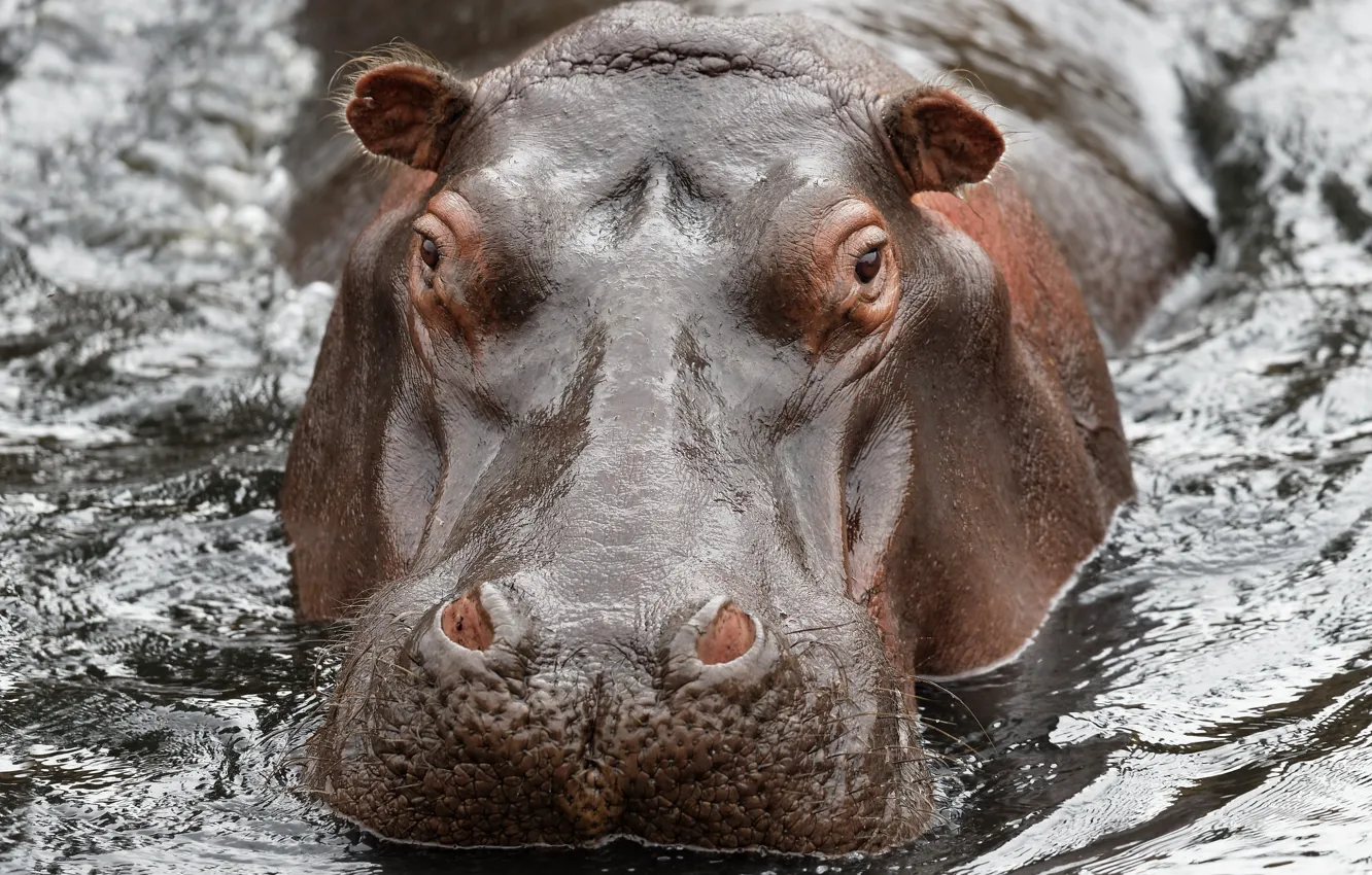 Photo wallpaper water, nature, Hippo