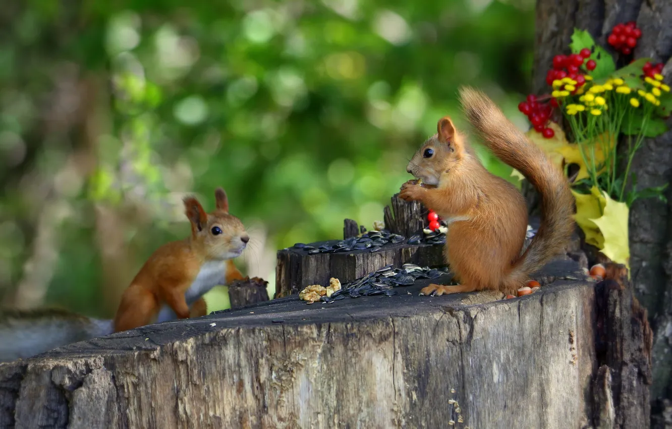 Photo wallpaper flowers, nature, pose, stump, protein, a couple, Duo, seeds