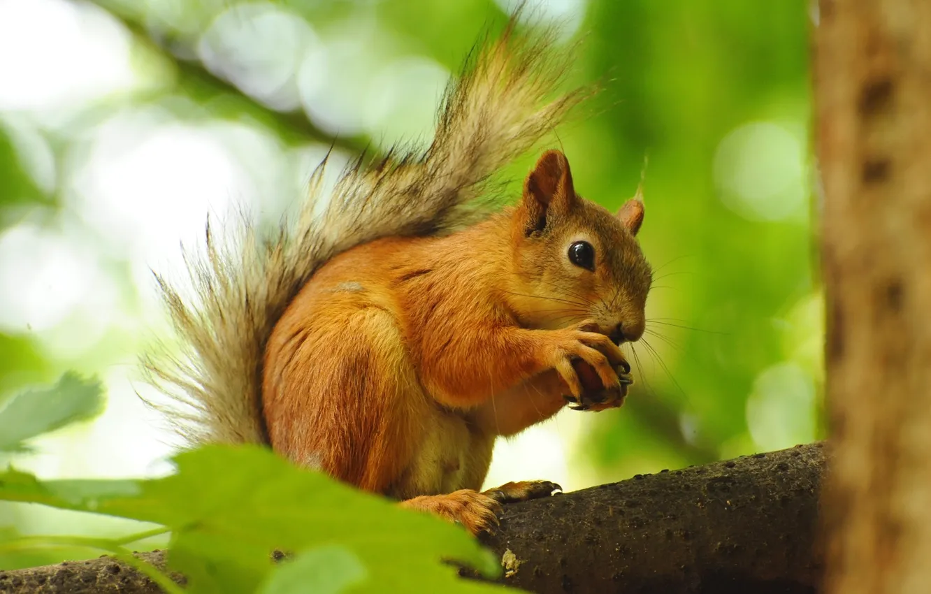 Photo wallpaper leaves, tree, branch, walnut, protein, red, squirrel, rodent