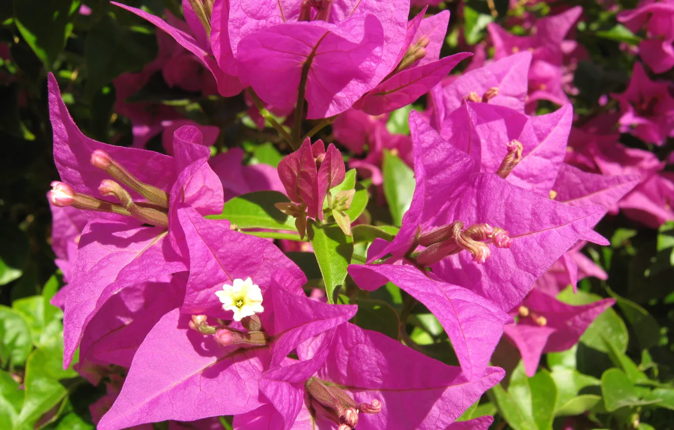 Photo wallpaper leaves, flowers, green, petals, the bushes, bougainvillea, the purple shades