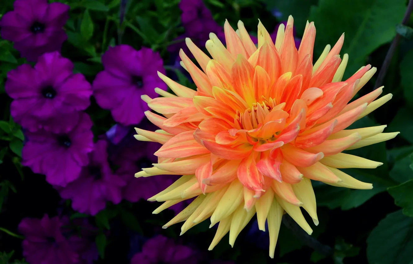 Photo wallpaper greens, flower, leaves, macro, flowers, the dark background, orange, petals