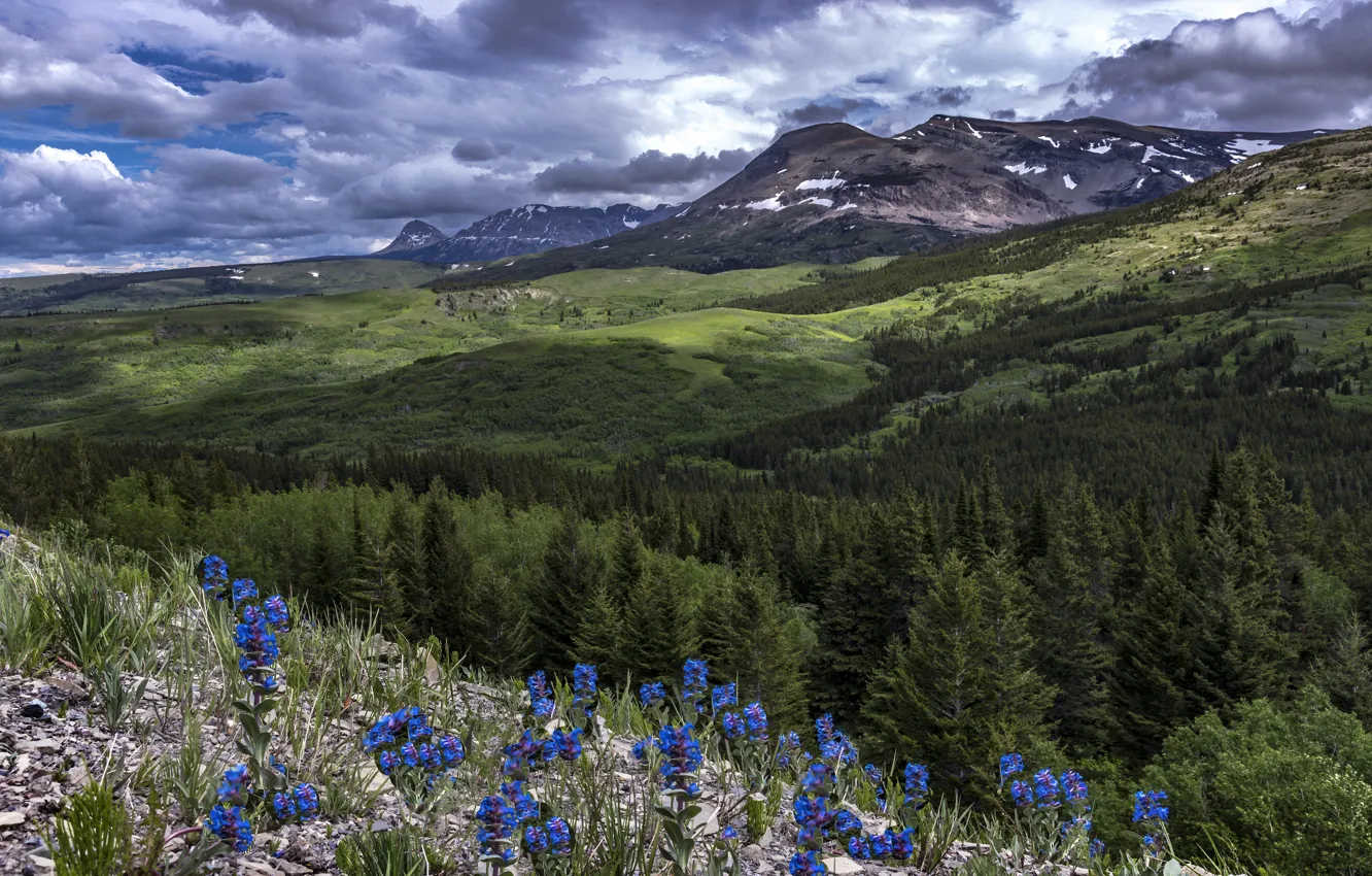 Photo wallpaper forest, summer, flowers, mountains, view, ate, slope