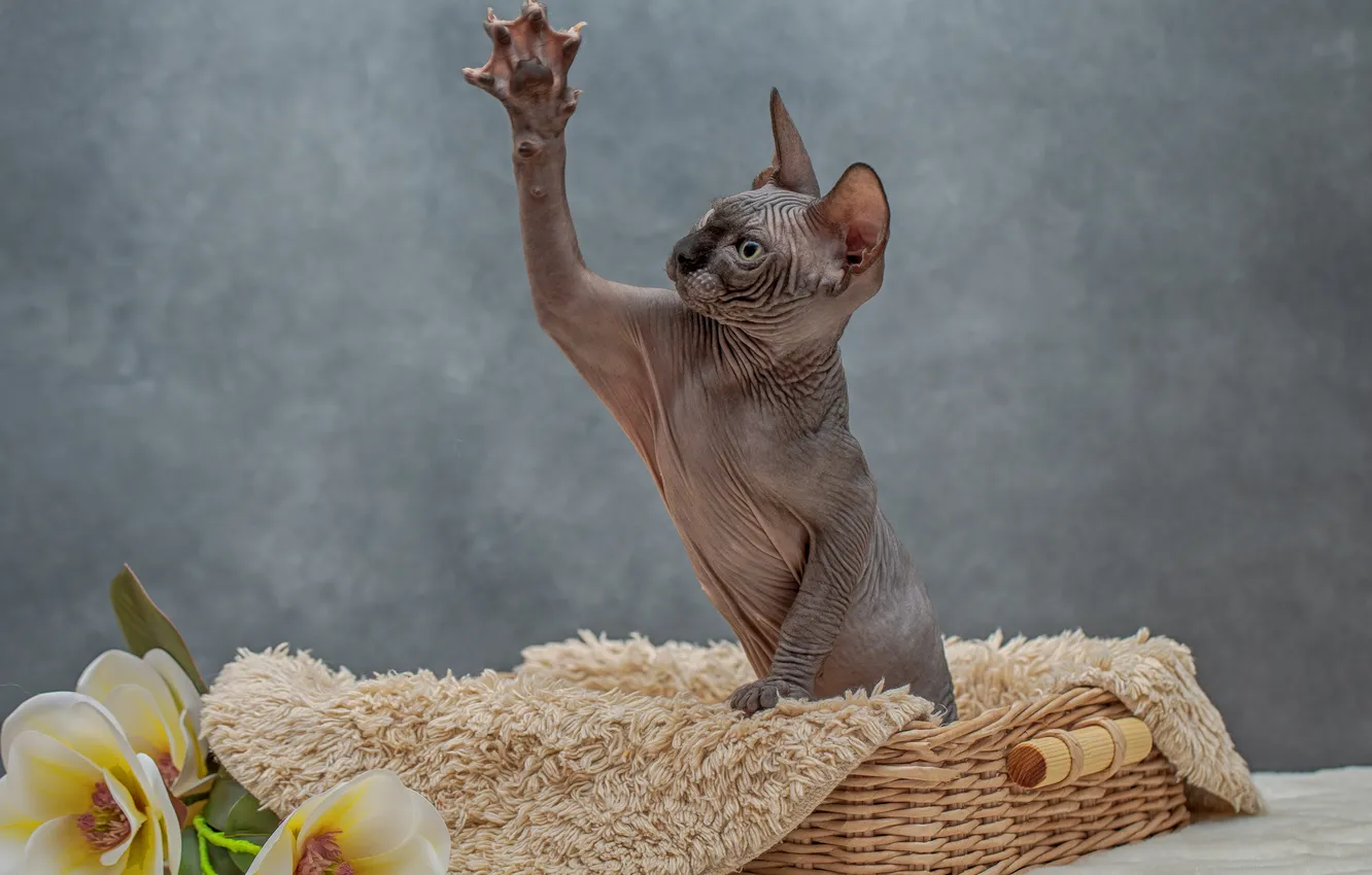 Photo wallpaper cat, flowers, background, legs, bench, Sphinx, Irina Kovaleva