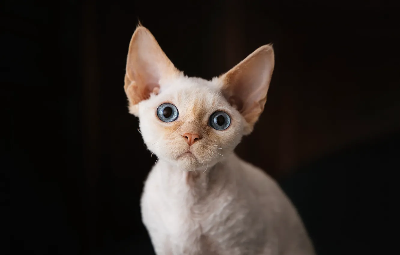 Photo wallpaper cat, cat, look, pose, face