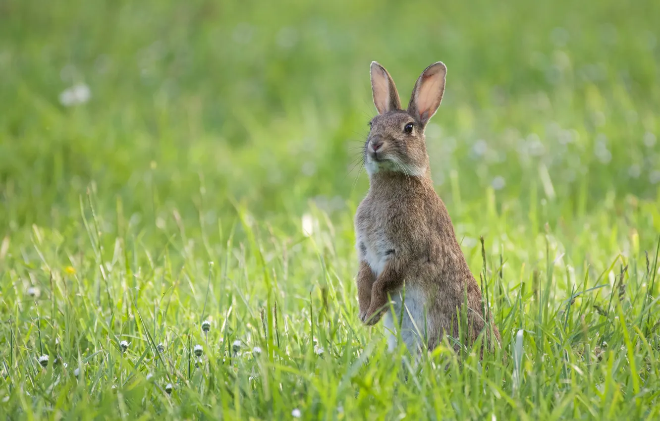 Photo wallpaper grass, rabbit, stand, rodent