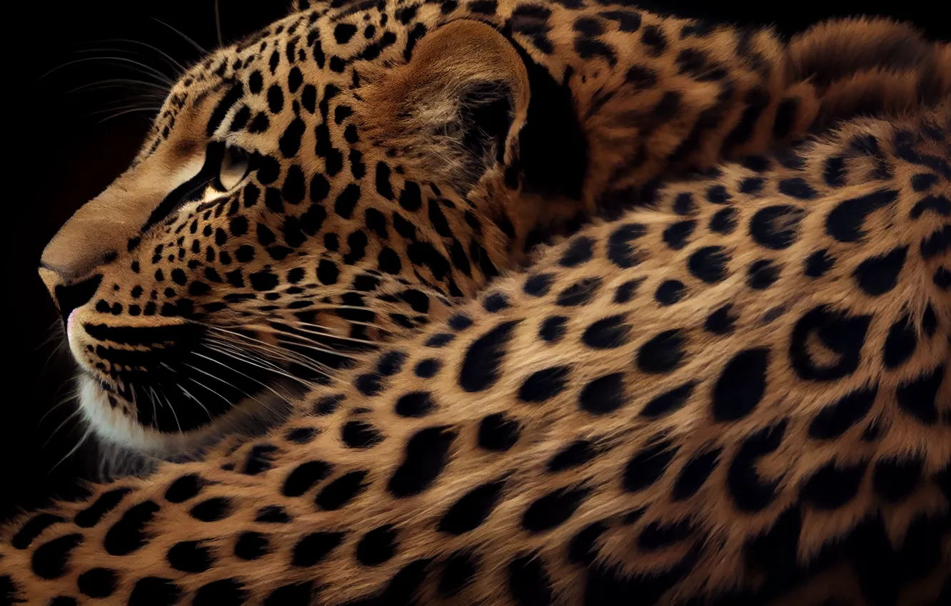 Photo wallpaper mustache, predator, leopard, black background, big cat, spotted, digital art, AI art