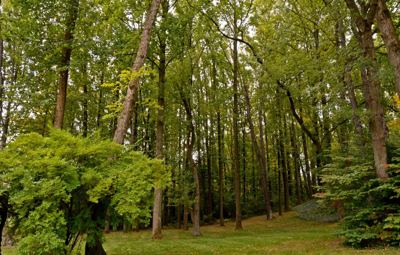 Photo wallpaper greens, forest, trees, the bushes