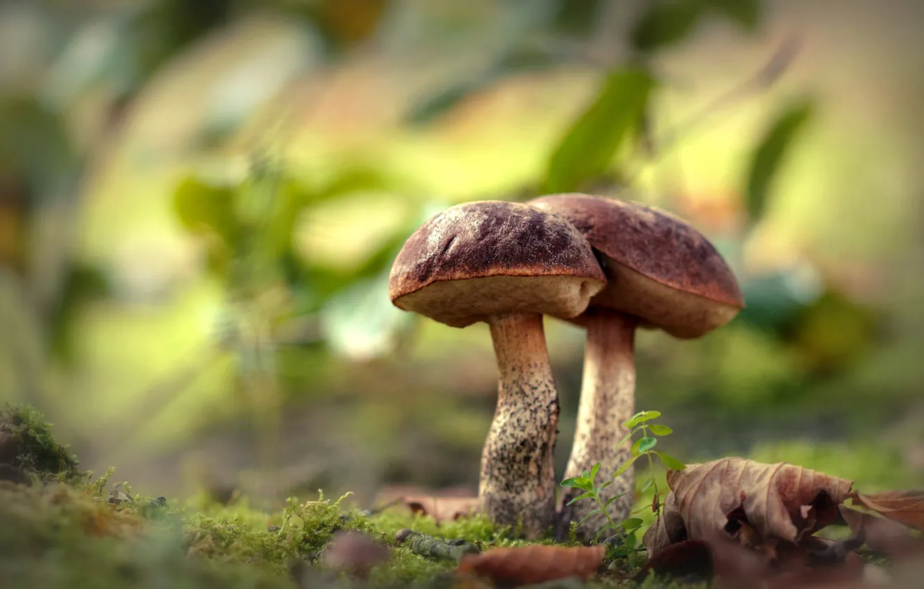 Photo wallpaper forest, mushrooms, pair, bokeh