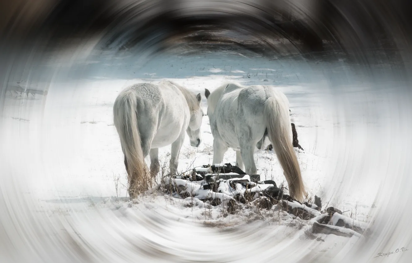 Photo wallpaper snow, trees, horse, horse, white