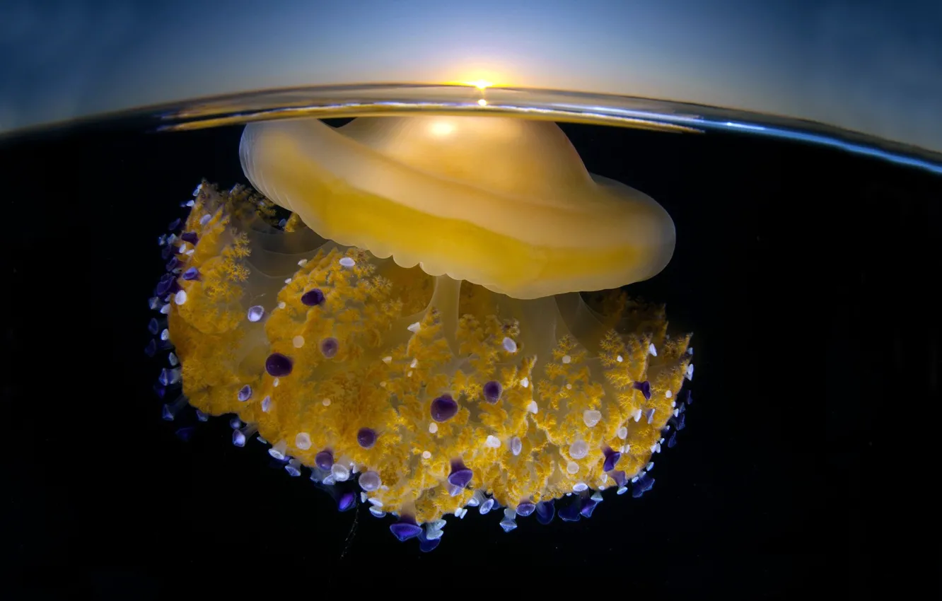 Photo wallpaper the sky, macro, surface, sunset, the ocean, jellyfish