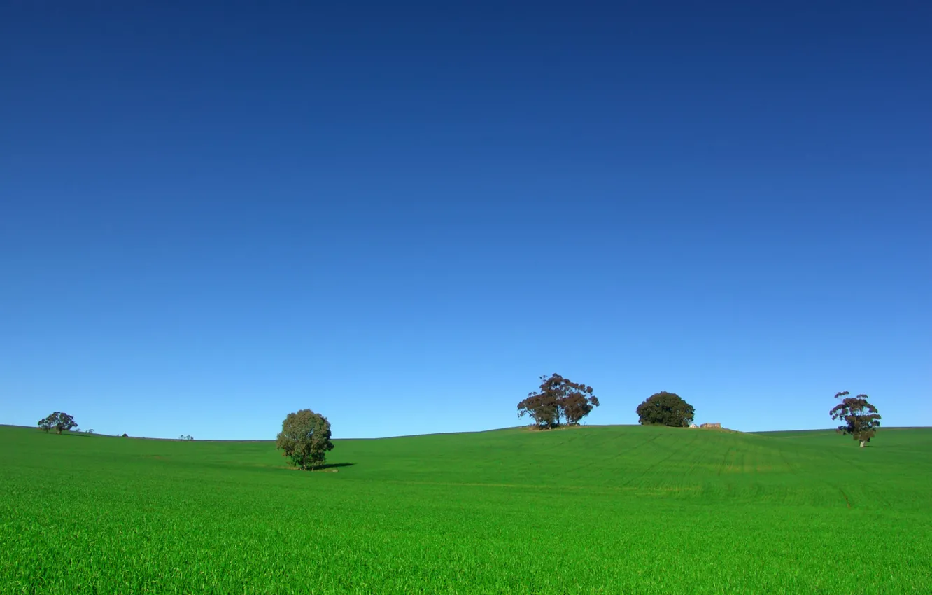 Photo wallpaper field, the sky, trees