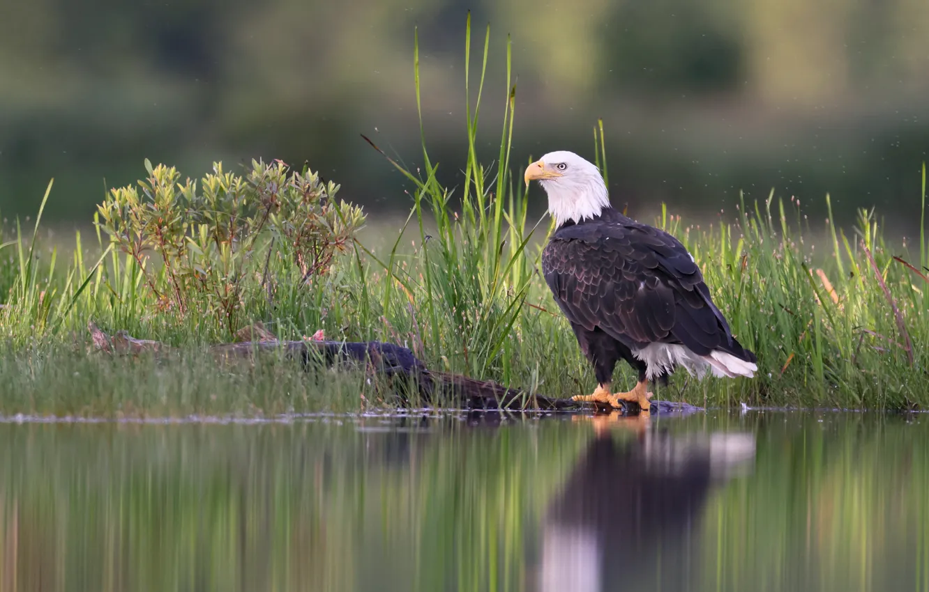 Photo wallpaper shore, pond, bald eagle, bird, grass