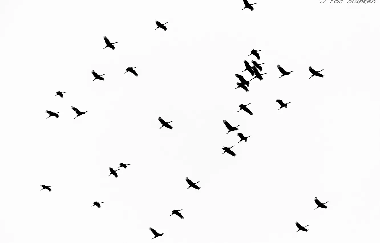 Photo wallpaper the sky, birds, flight