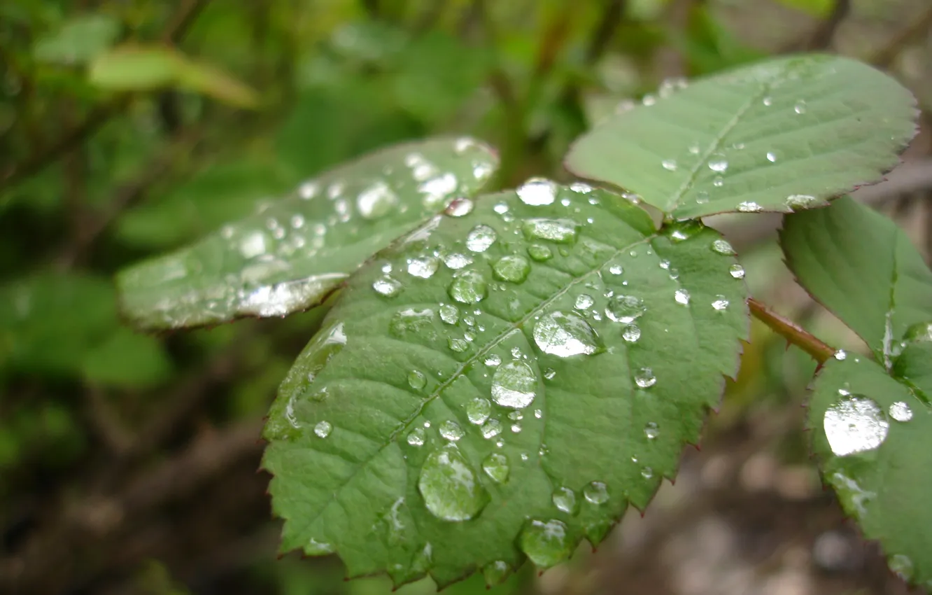 Photo wallpaper leaves, drops, Rosa, plant