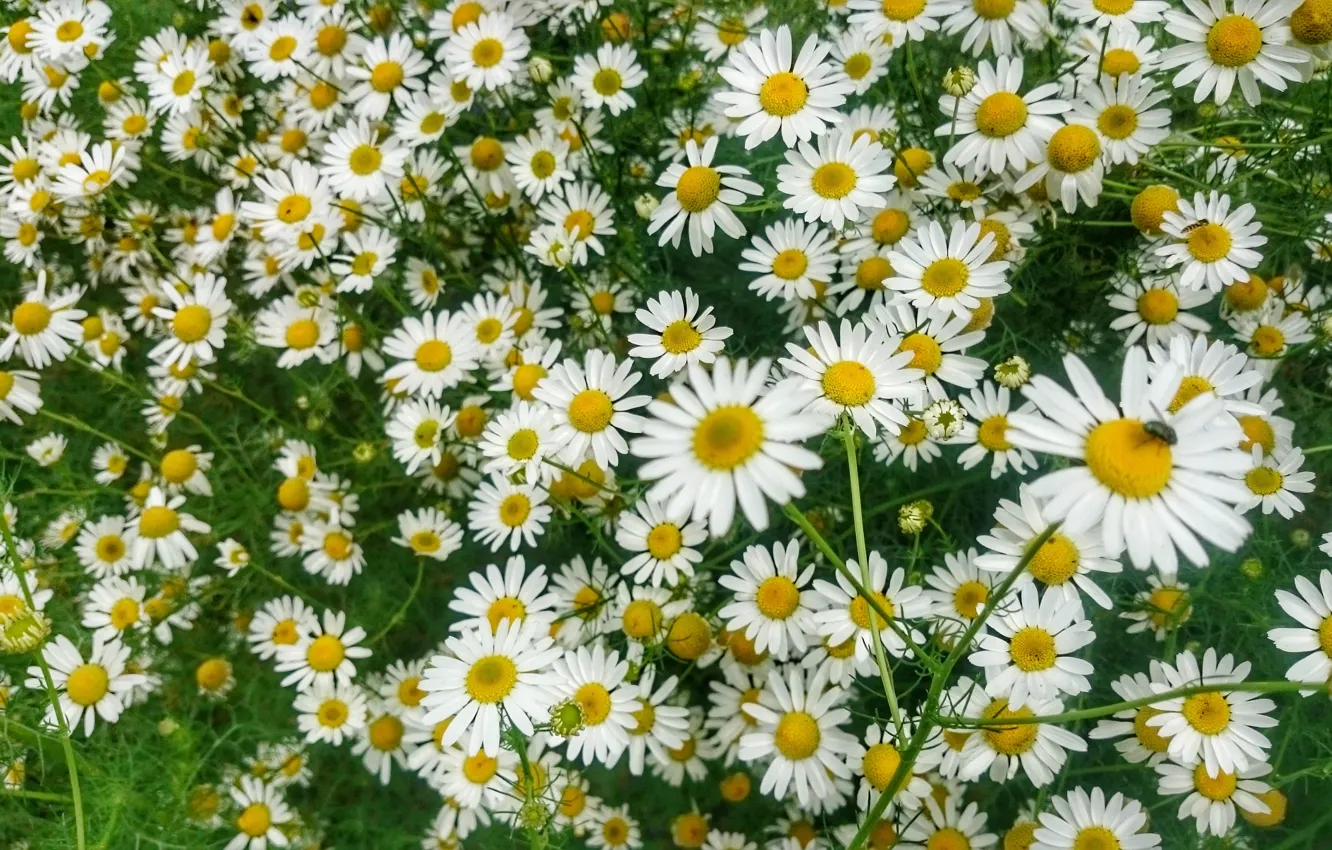 Photo wallpaper summer, flowers, chamomile