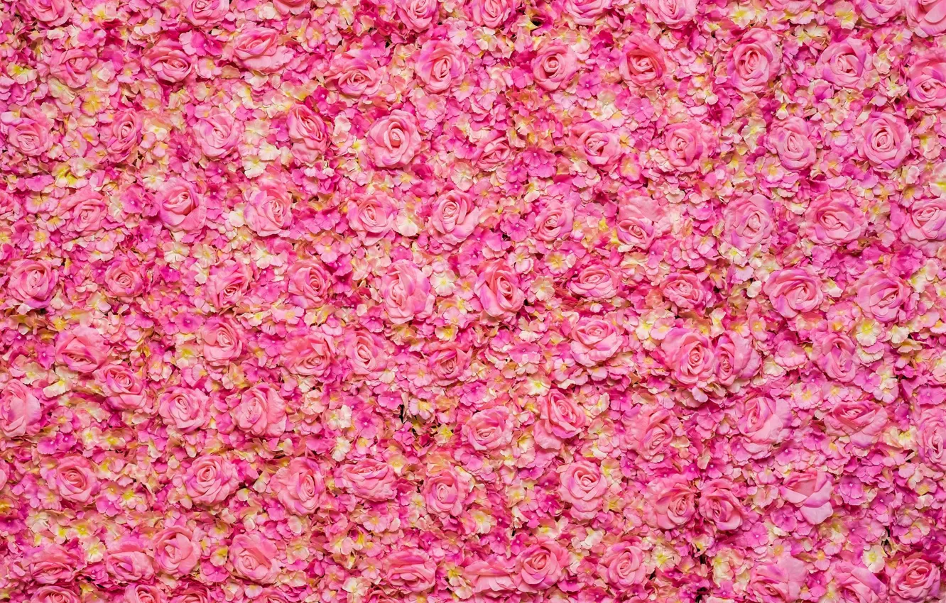 Photo wallpaper pink, roses, rose oil