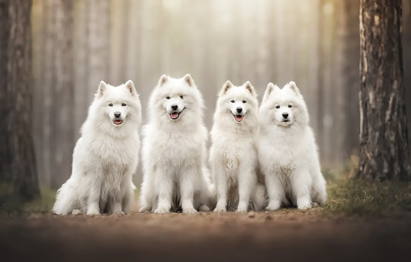 Photo wallpaper dog, Quartet, Samoyed