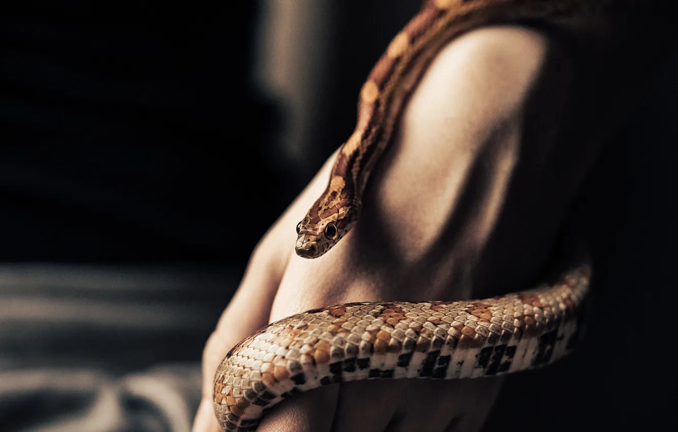 Photo wallpaper colors, Snake, scales