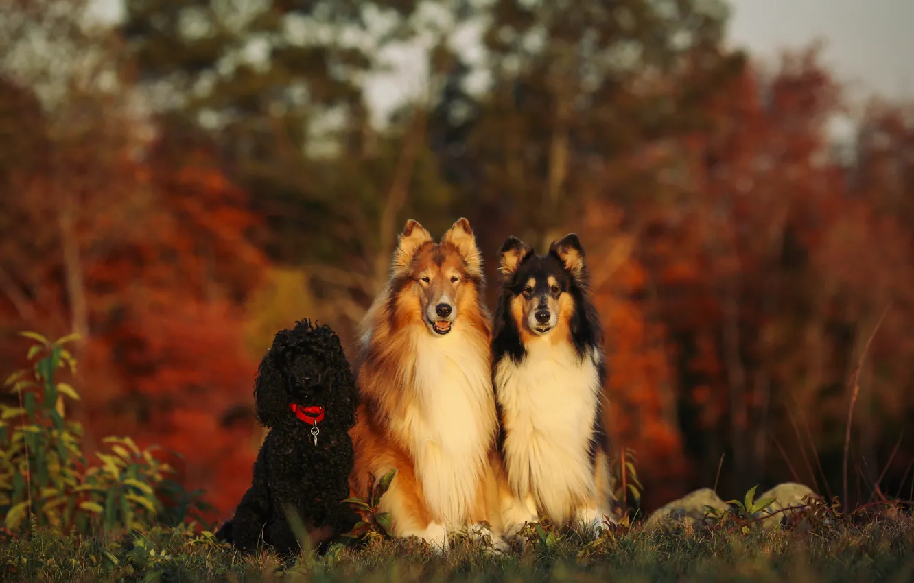 Photo wallpaper look, nature, pose, each, dog, face, trio, collie
