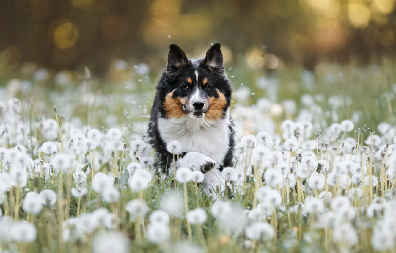 Photo wallpaper field, summer, look, face, flowers, nature, pose, dandelion