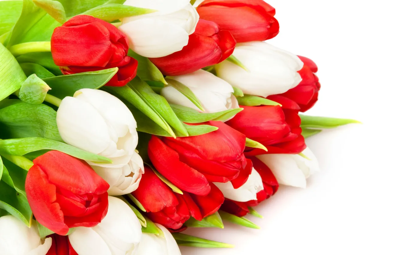 Photo wallpaper tulips, red, white
