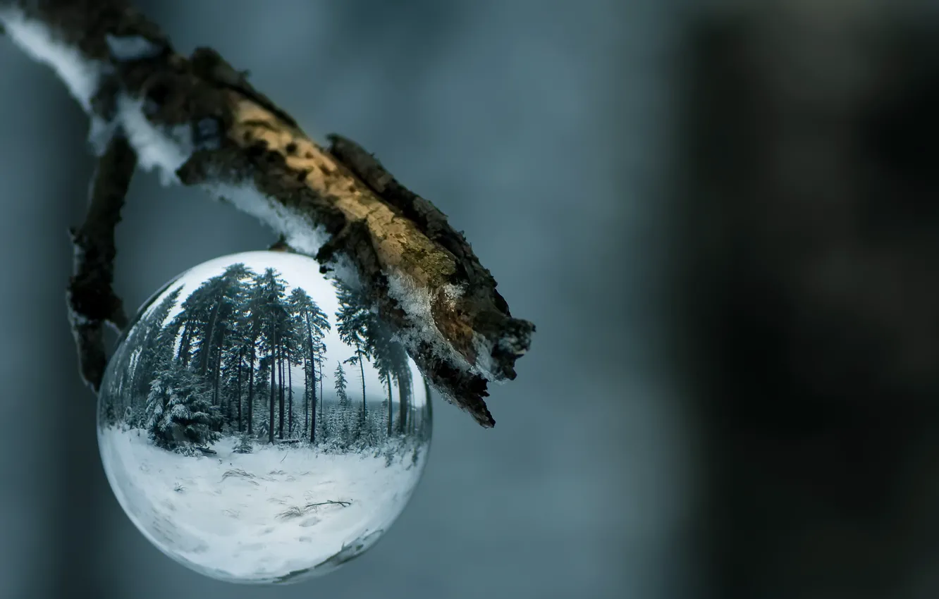 Photo wallpaper branches, nature, balls