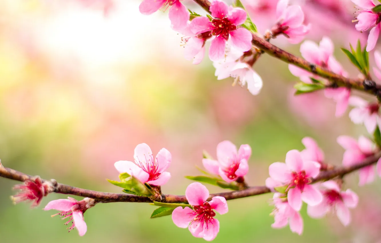 Photo wallpaper flowers, branches, spring, flowering