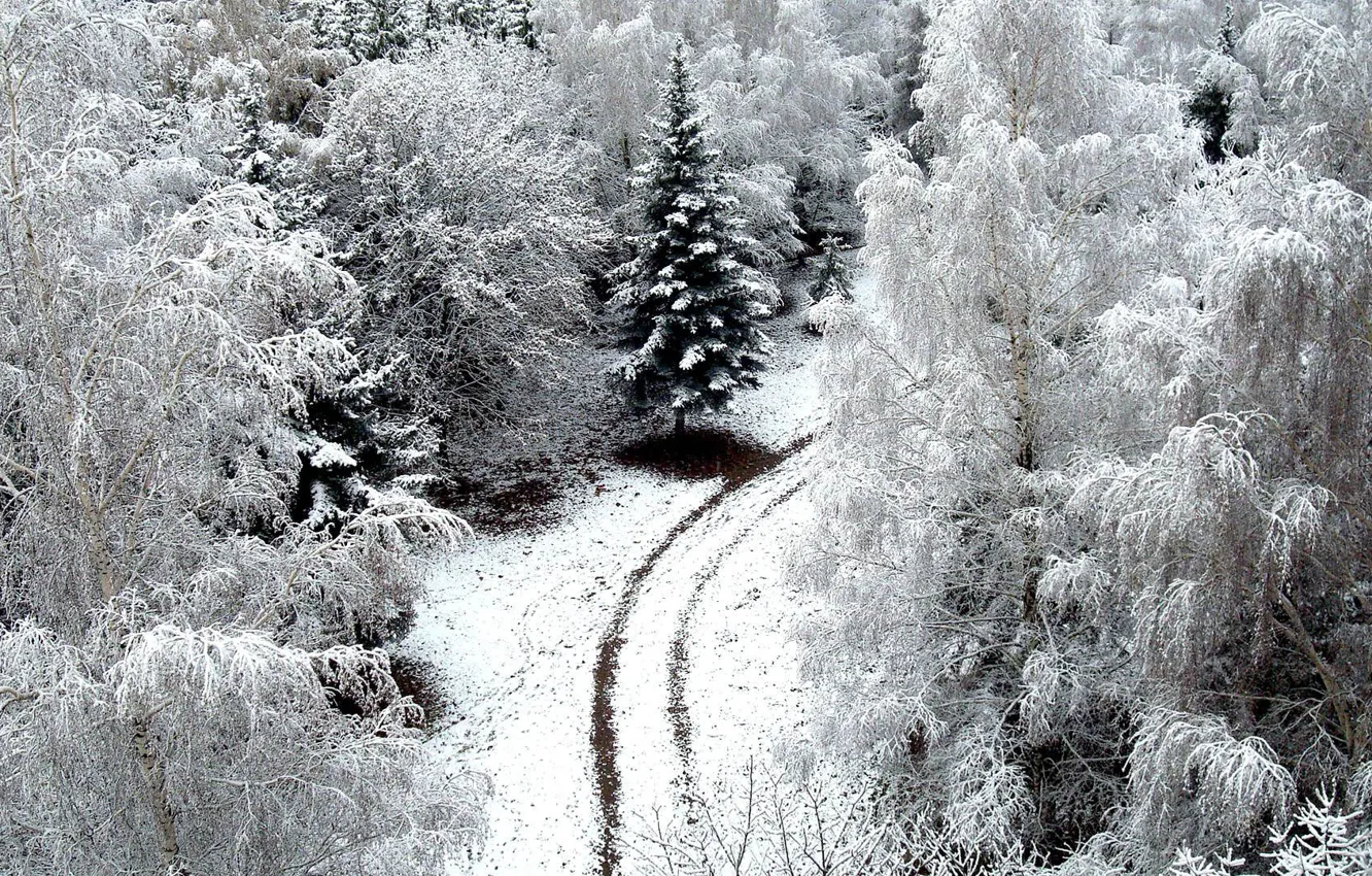 Photo wallpaper winter, road, snow, trees, road, trees, nature, snow