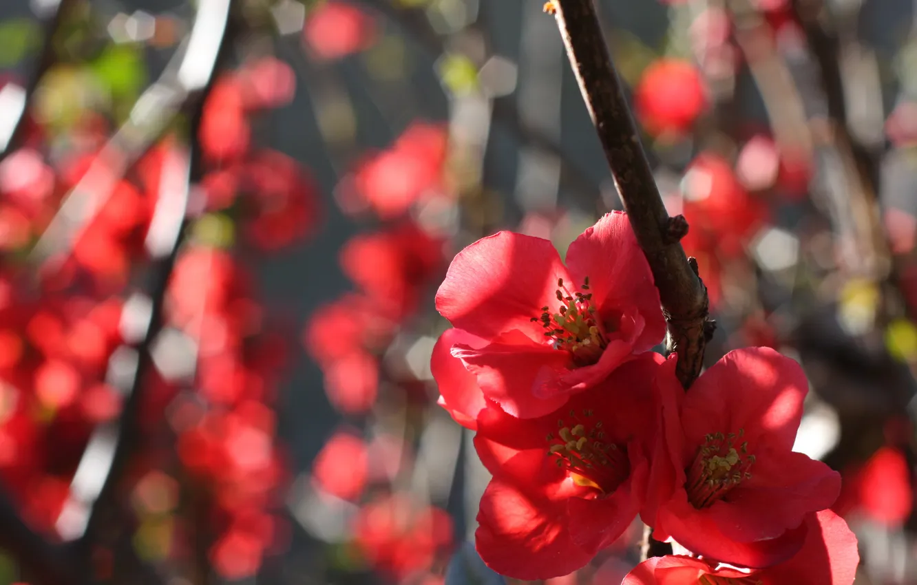 Photo wallpaper flowers, nature, branch, buds, flowering, quince, quince