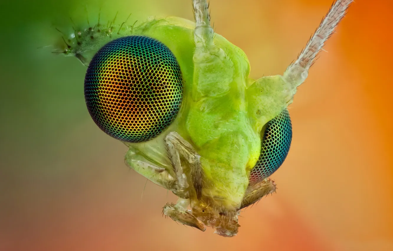 Photo wallpaper eyes, head, chrysopidae