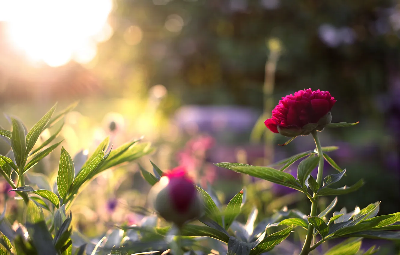 Photo wallpaper flowers, garden, flowerbed, peonies