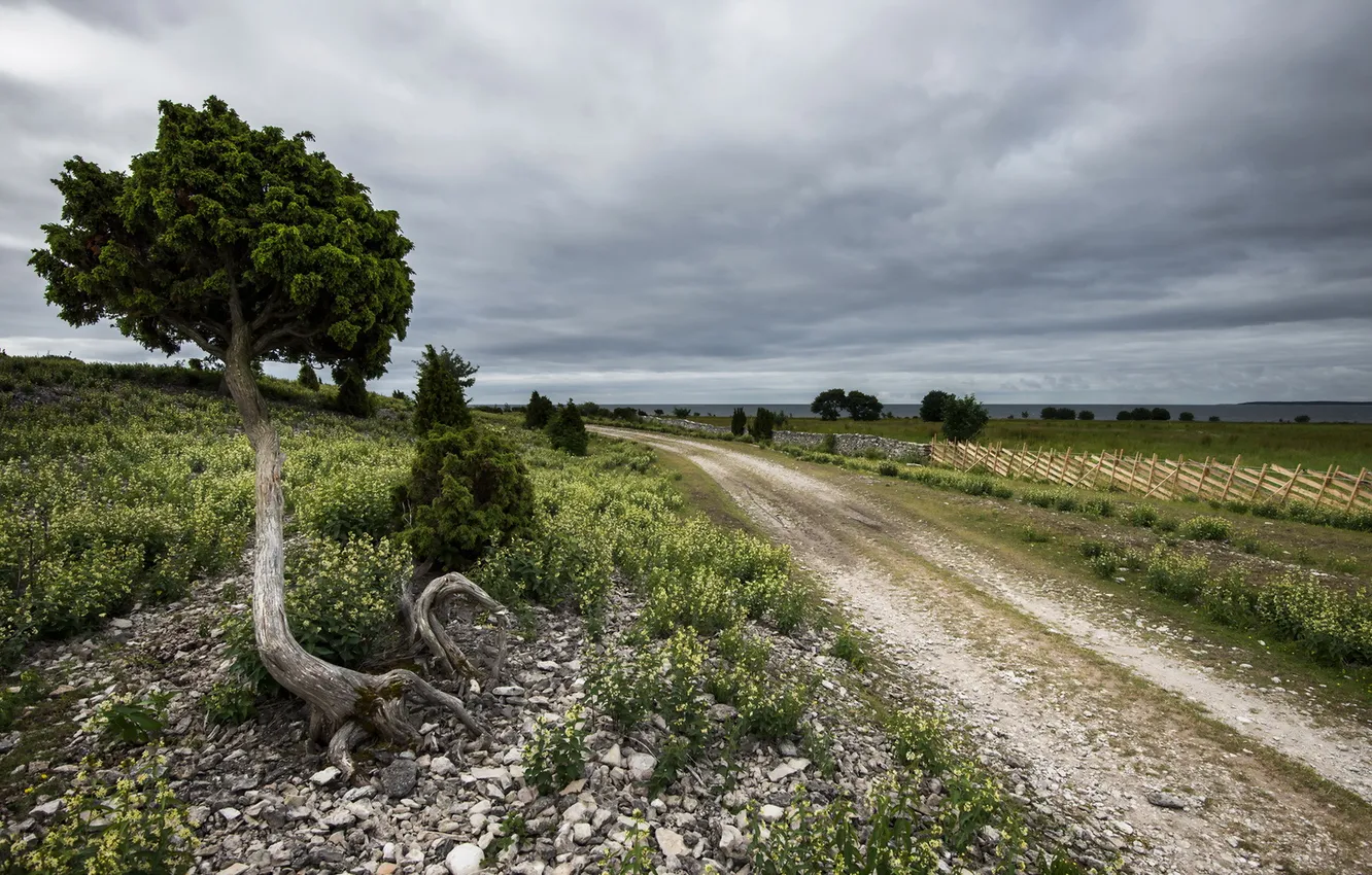 Photo wallpaper road, landscape, tree